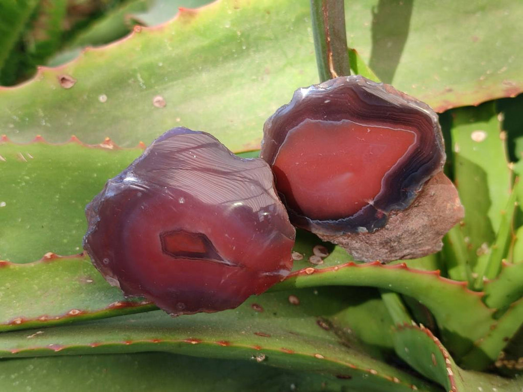 Polished On One Side Red Sashe River Agate Nodules x 20 From Zimbabwe - Toprock Gemstones and Minerals 