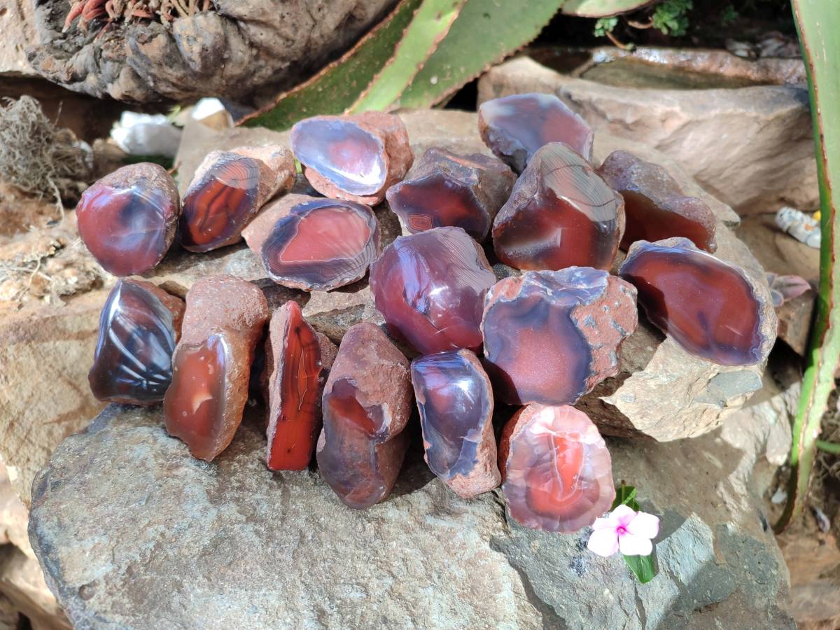 Polished On One Side Red Sashe River Agate Nodules x 20 From Zimbabwe - Toprock Gemstones and Minerals 