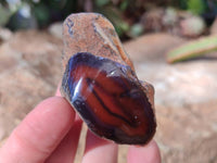 Polished On One Side Red Sashe River Agate Nodules x 20 From Zimbabwe - Toprock Gemstones and Minerals 