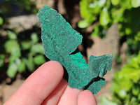 Natural Silky Crystalline Malachite Blade Pseudomorphs after Azurite Specimens x 22 From Tenke Fungurume, Congo