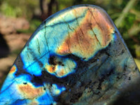 Polished Labradorite Standing Free Form x 3 From Tulear, Madagascar