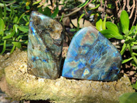 Polished Labradorite Standing Free Form x 3 From Tulear, Madagascar