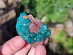 Natural Small Dioptase and Crystalline Malachite on Dolomite Matrix Specimens x 22 From Likasi, Congo - Toprock Gemstones and Minerals 