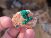 Natural Small Dioptase and Crystalline Malachite on Dolomite Matrix Specimens x 22 From Likasi, Congo - Toprock Gemstones and Minerals 