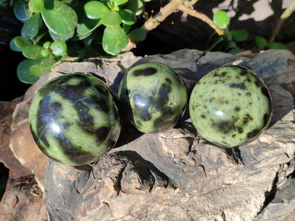 Polished Leopard Stone Spheres x 7 From Nyanga, Zimbabwe - Toprock Gemstones and Minerals 