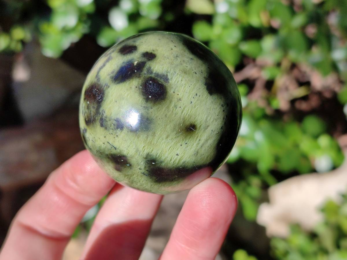Polished Leopard Stone Spheres x 7 From Nyanga, Zimbabwe - Toprock Gemstones and Minerals 