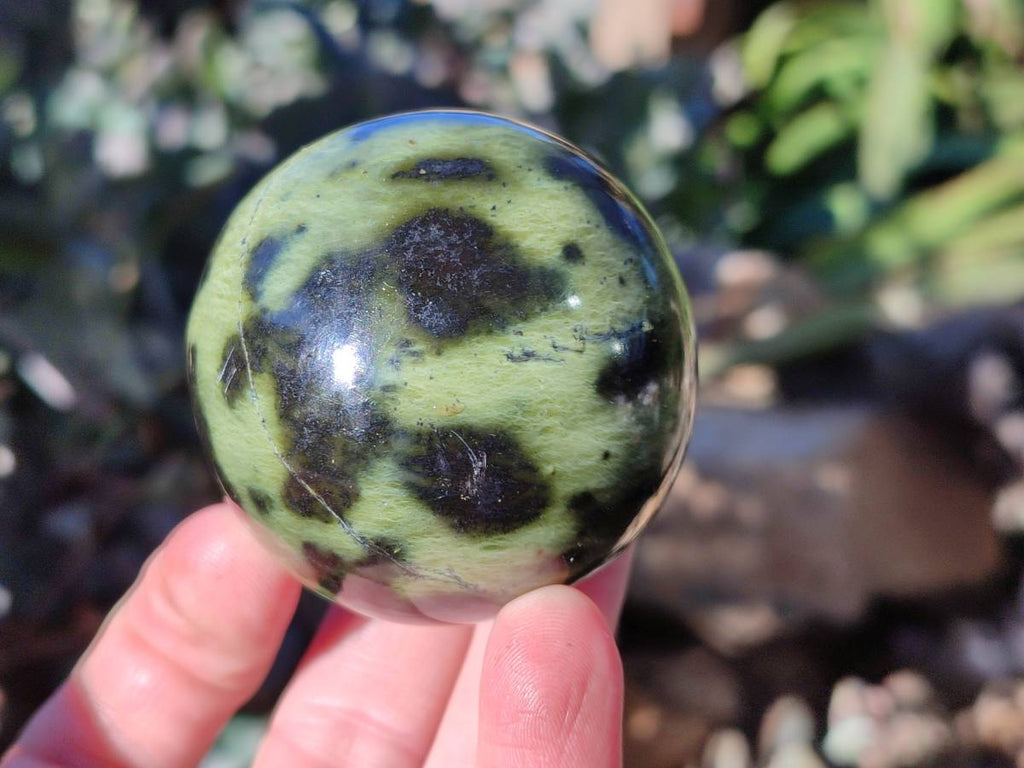 Polished Leopard Stone Spheres x 7 From Nyanga, Zimbabwe - Toprock Gemstones and Minerals 