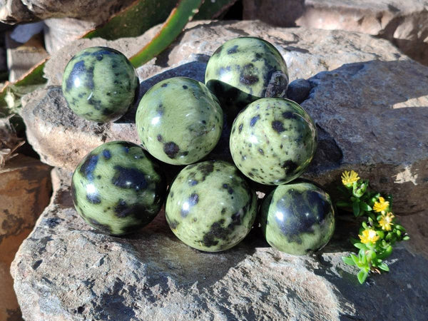 Polished Leopard Stone Spheres x 7 From Nyanga, Zimbabwe