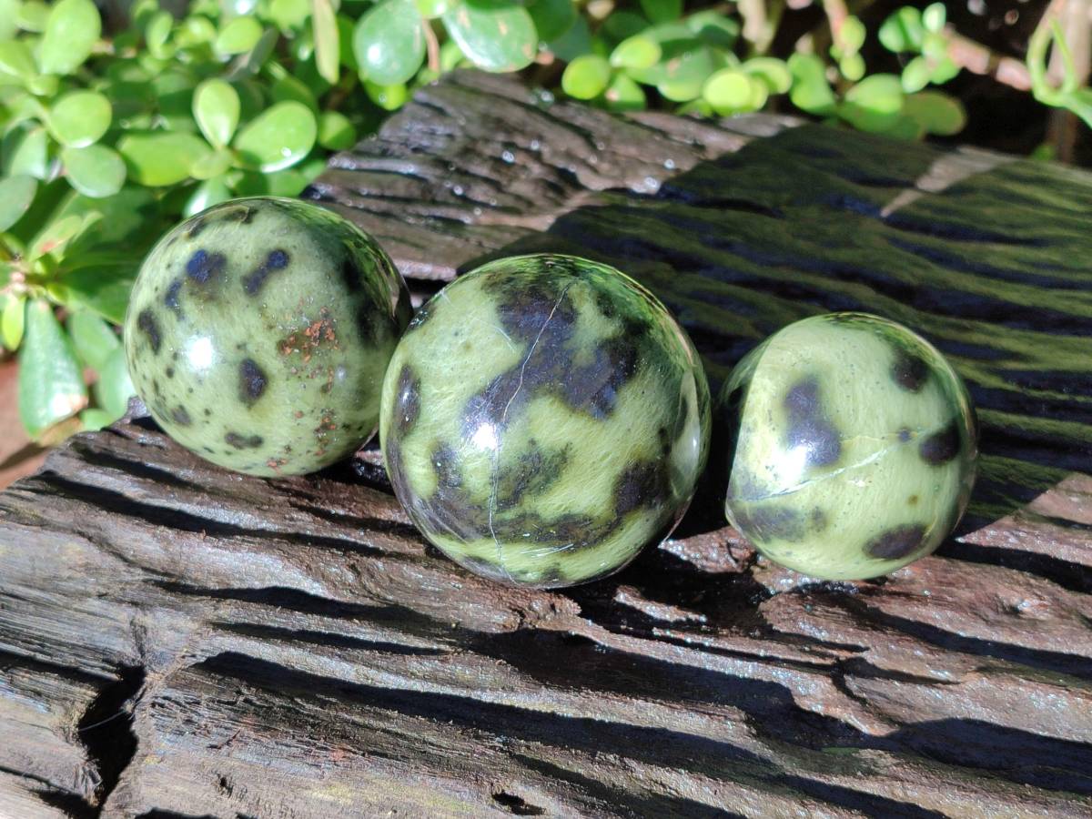 Polished Leopard Stone Spheres x 7 From Nyanga, Zimbabwe - Toprock Gemstones and Minerals 