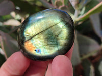 Polished Mix Of Selected Palm Stones x 18 From Madagascar - Toprock Gemstones and Minerals 