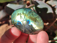 Polished Mix Of Selected Palm Stones x 18 From Madagascar - Toprock Gemstones and Minerals 