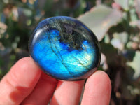 Polished Mix Of Selected Palm Stones x 18 From Madagascar - Toprock Gemstones and Minerals 