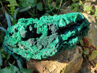 Natural Large Silky Malachite Cabinet Specimen x 1 From Kasompe, Congo - Toprock Gemstones and Minerals 