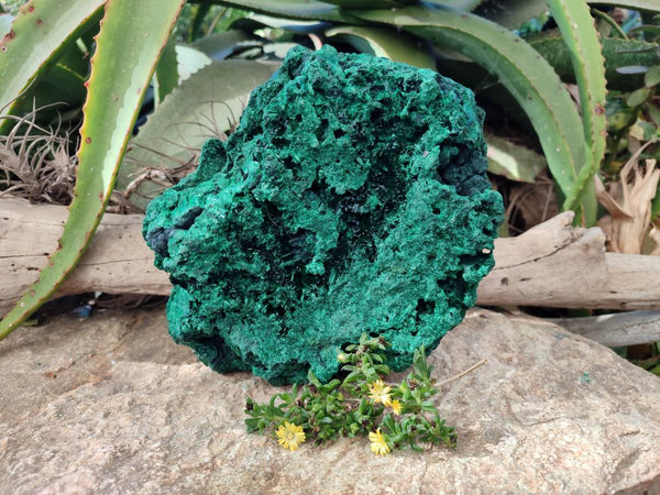 Natural Large Silky Malachite Cabinet Specimen x 1 From Kasompe, Congo