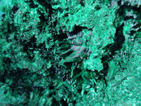 Natural Large Silky Malachite Cabinet Specimen x 1 From Kasompe, Congo - Toprock Gemstones and Minerals 