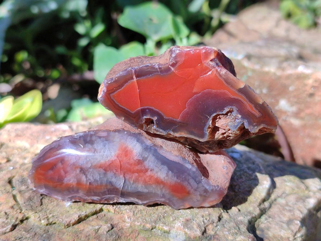 Polished On One Side Red Sashe River Agate Nodules x 20 From Zimbabwe - Toprock Gemstones and Minerals 
