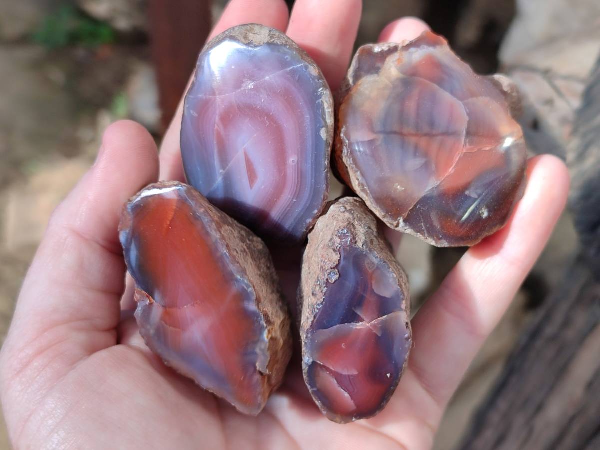 Polished On One Side Red Sashe River Agate Nodules x 20 From Zimbabwe - Toprock Gemstones and Minerals 