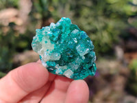 Natural Small Dioptase Crystals on Dolomite Matrix Specimens x 20 From Likasi, Congo - Toprock Gemstones and Minerals 
