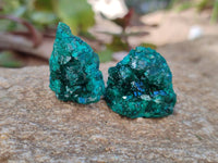 Natural Small Dioptase Crystals on Dolomite Matrix Specimens x 20 From Likasi, Congo - Toprock Gemstones and Minerals 