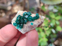 Natural Small Dioptase Crystals on Dolomite Matrix Specimens x 20 From Likasi, Congo - Toprock Gemstones and Minerals 