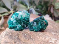 Natural Small Dioptase Crystals on Dolomite Matrix Specimens x 20 From Likasi, Congo - Toprock Gemstones and Minerals 