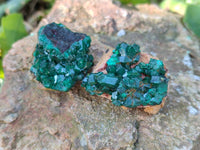 Natural Small Dioptase Crystals  with Malachite on Dolomite Matrix Specimens x 12 From Likasi, Congo - Toprock Gemstones and Minerals 