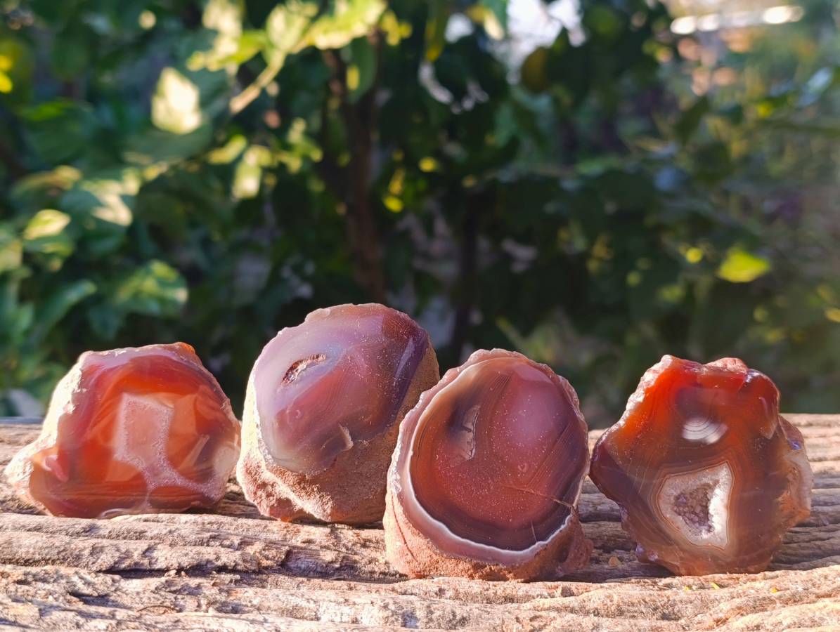 Polished On One Side Red Sashe River Agate Nodules x 12 From Zimbabwe - Toprock Gemstones and Minerals 