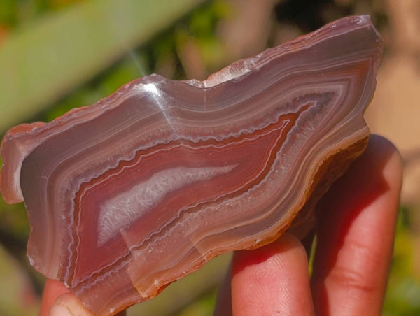 Polished On One Side Red Sashe River Agate Nodules x 12 From Zimbabwe - Toprock Gemstones and Minerals 