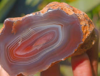 Polished On One Side Red Sashe River Agate Nodules x 12 From Zimbabwe - Toprock Gemstones and Minerals 