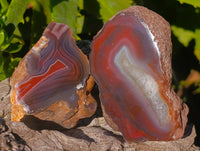 Polished On One Side Red Sashe River Agate Nodules x 12 From Zimbabwe - Toprock Gemstones and Minerals 