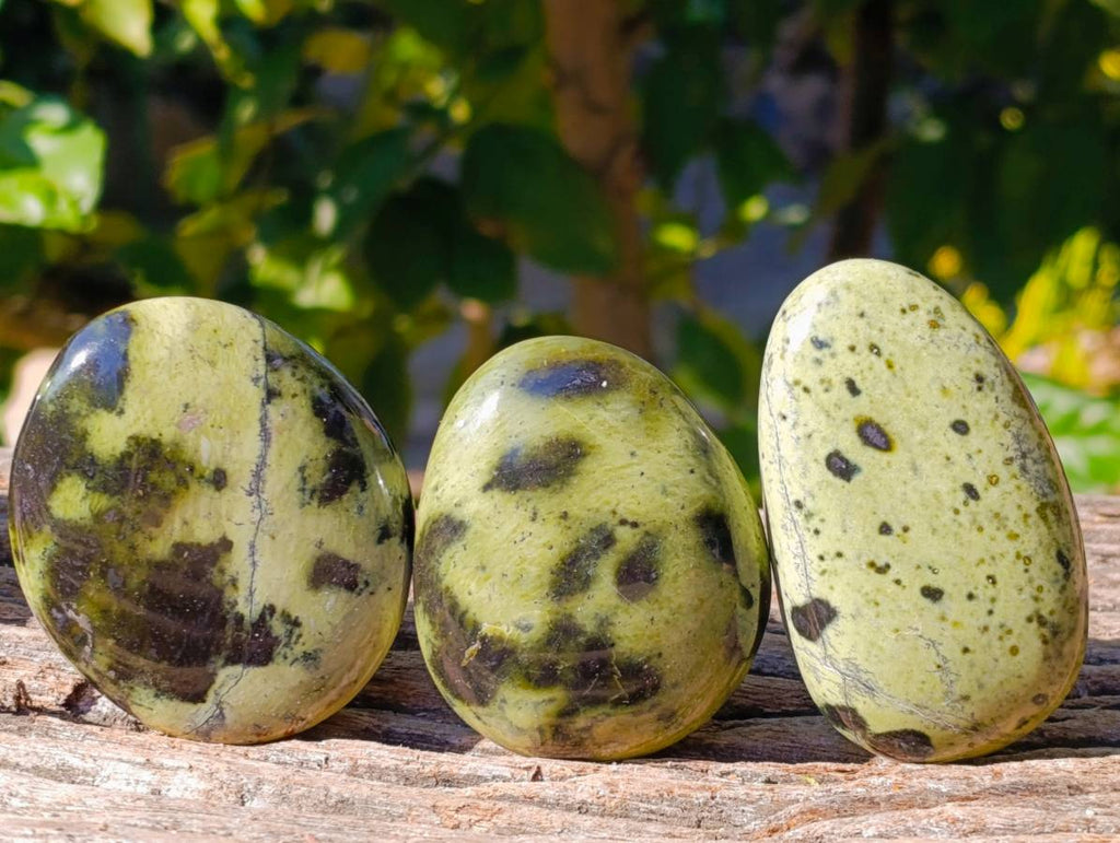 Polished Leopard Stone Palm Stones x 12 From Zimbabwe - Toprock Gemstones and Minerals 