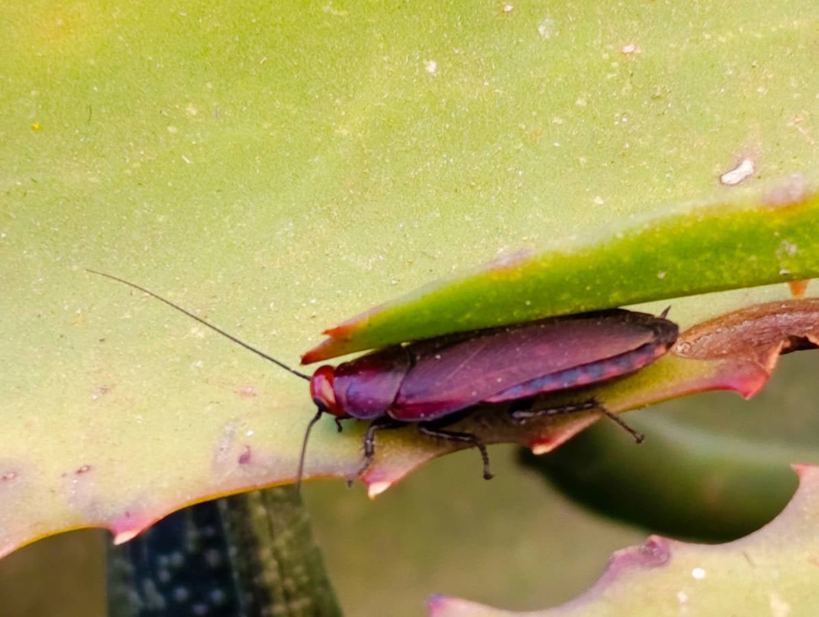 Polished Large Tigers Eye Tumble Stones - sold per 1 kg - From Prieska, South Africa - Toprock Gemstones and Minerals 