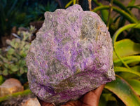 Natural Stichtite and Serpentine Specimen x 1 From Barberton, South Africa