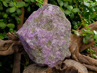 Natural Stichtite and Serpentine Specimen x 1 From Barberton, South Africa