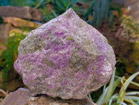 Natural Stichtite and Serpentine Specimen x 1 From Barberton, South Africa
