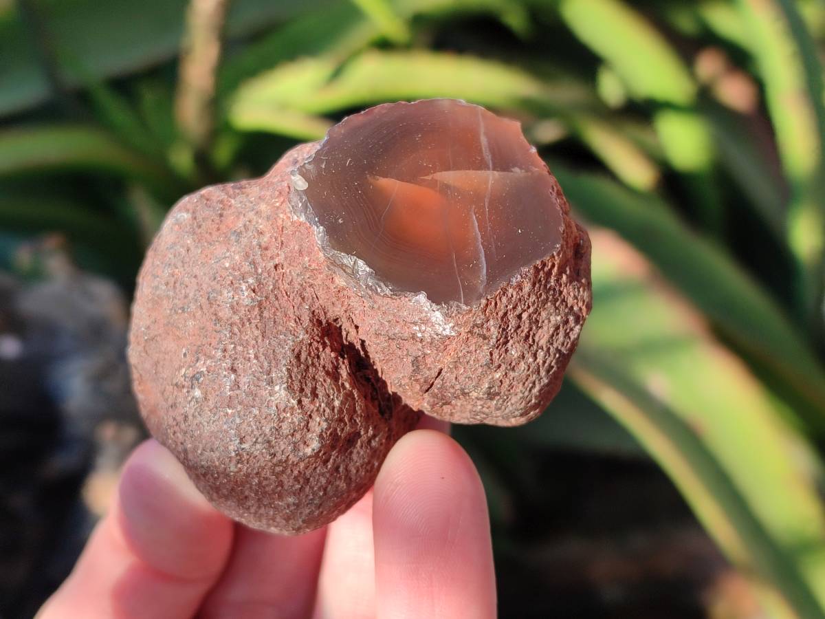 Polished On One Side Red Sashe River Agate Nodules x 20 From Zimbabwe - Toprock Gemstones and Minerals 