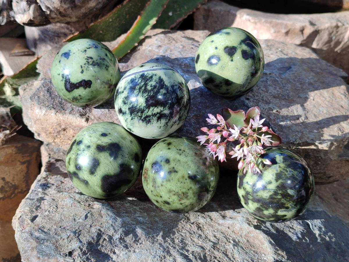 Polished Leopard Stone Spheres x 6 From Nyanga, Zimbabwe - Toprock Gemstones and Minerals 