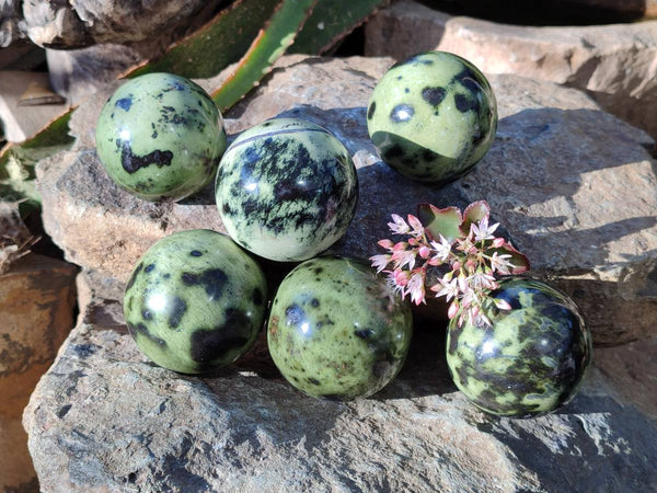 Polished Leopard Stone Spheres x 6 From Nyanga, Zimbabwe