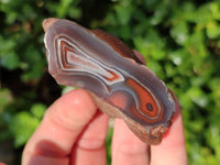 Polished On One Side Red Sashe River Agate Nodules x 20 From Zimbabwe - Toprock Gemstones and Minerals 