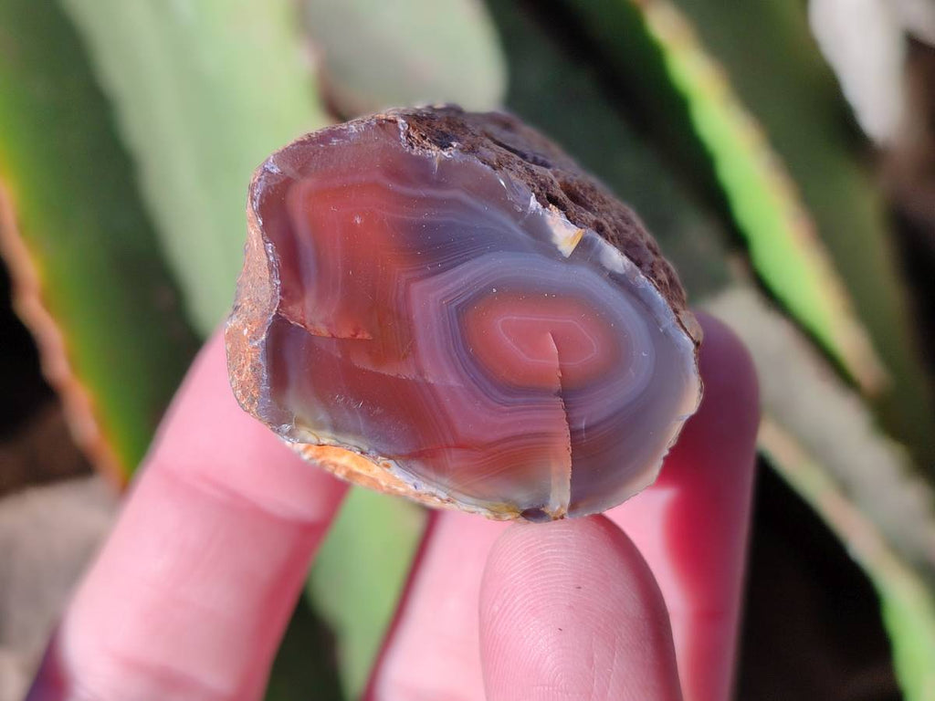 Polished On One Side Red Sashe River Agate Nodules x 20 From Zimbabwe - Toprock Gemstones and Minerals 