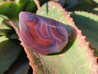 Polished On One Side Red Sashe River Agate Nodules x 20 From Zimbabwe - Toprock Gemstones and Minerals 
