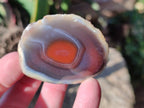 Polished On One Side Red Sashe River Agate Nodules x 20 From Zimbabwe - Toprock Gemstones and Minerals 