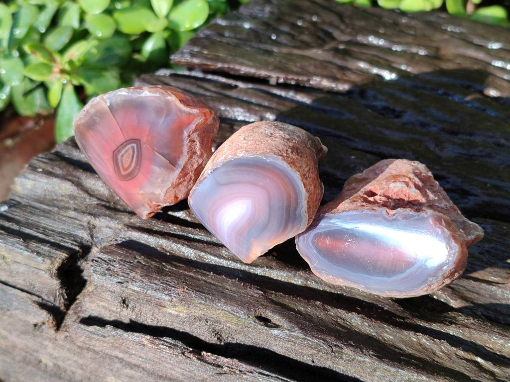 Polished On One Side Red Sashe River Agate Nodules x 20 From Zimbabwe - Toprock Gemstones and Minerals 