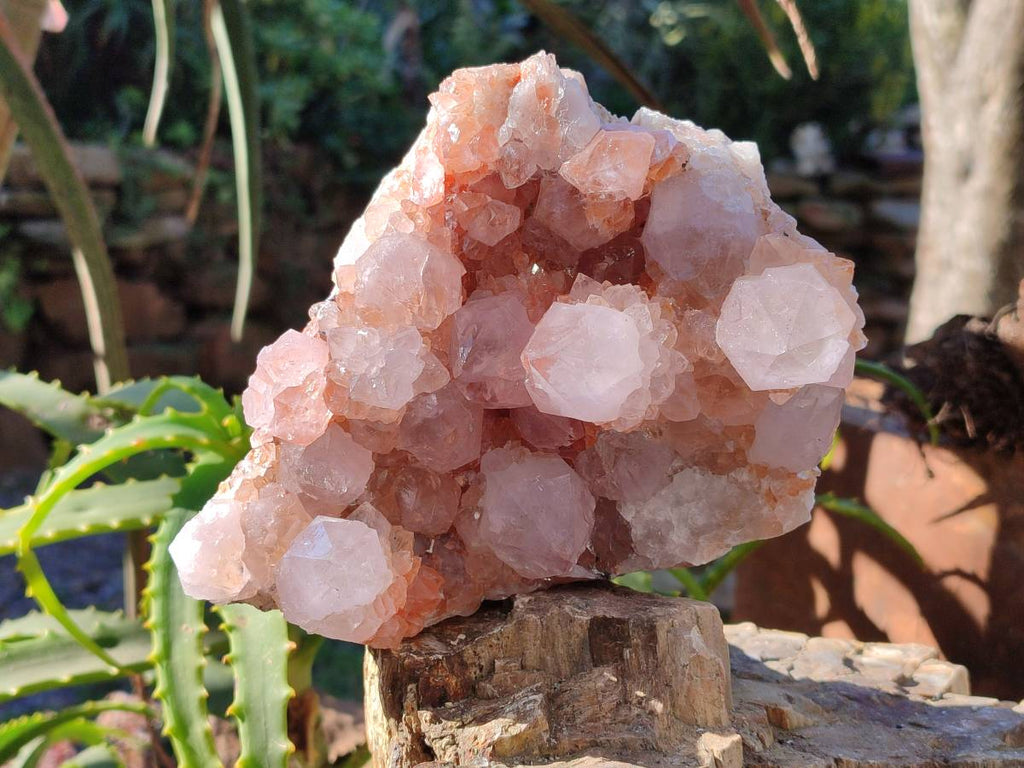 Natural Pair of Large Clear Pale Lilac & Orange Limonite Spirit Quartz Clusters x 2 From Boekenhouthoek, South Africa - Toprock Gemstones and Minerals 