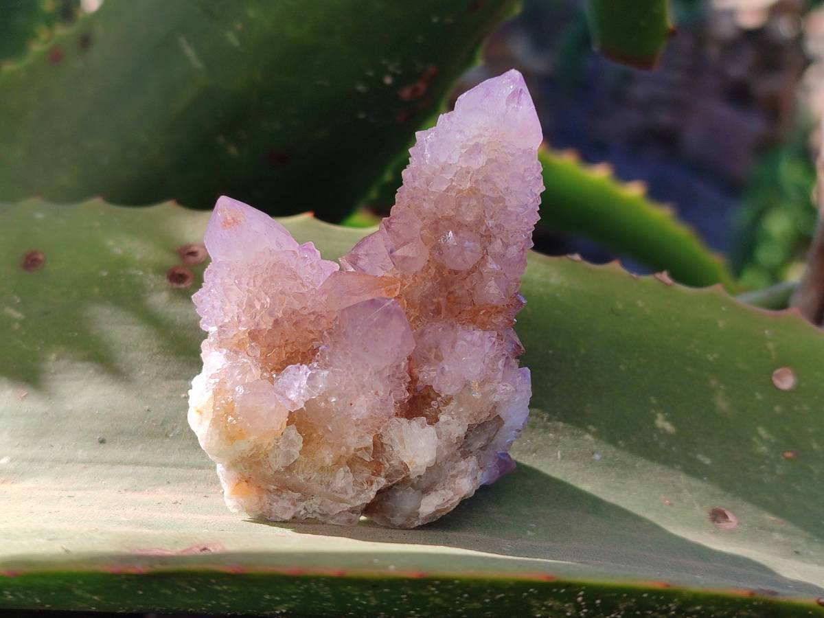 Natural Amethyst Spirit Quartz Clusters x 12 From Boekenhouthoek, South Africa - Toprock Gemstones and Minerals 