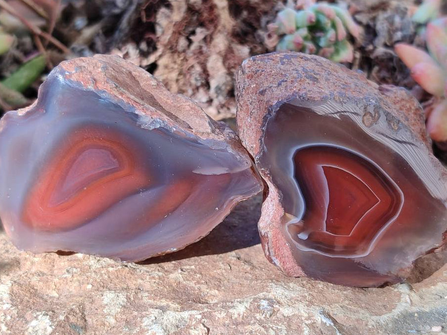 Polished On One Side Red Sashe River Agate Nodules x 20 From Zimbabwe - Toprock Gemstones and Minerals 