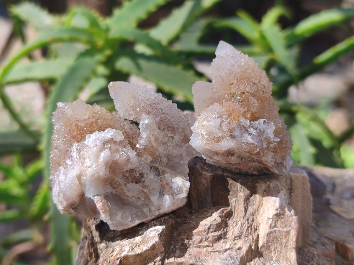 Natural Golden Limonite Coated Spirit Quartz Clusters x 35 From Boekenhouthoek, South Africa - Toprock Gemstones and Minerals 