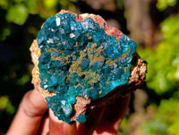 Natural Dioptase On Dolomite with Malachite Specimens x 6 From Likasi, Congo