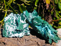 Natural Cabinet Lamellar Malachite Pseudomorph Specimens x 2 From Lupoto Mine, Congo
