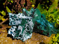 Natural Cabinet Lamellar Malachite Pseudomorph Specimens x 2 From Lupoto Mine, Congo